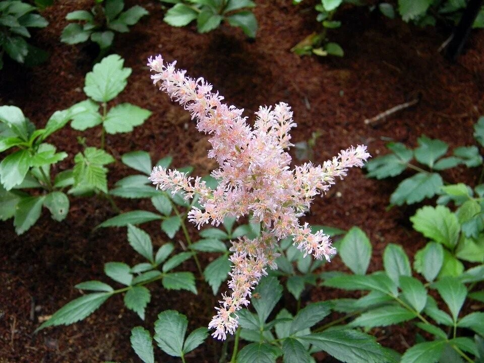 Astilbe sinensis
