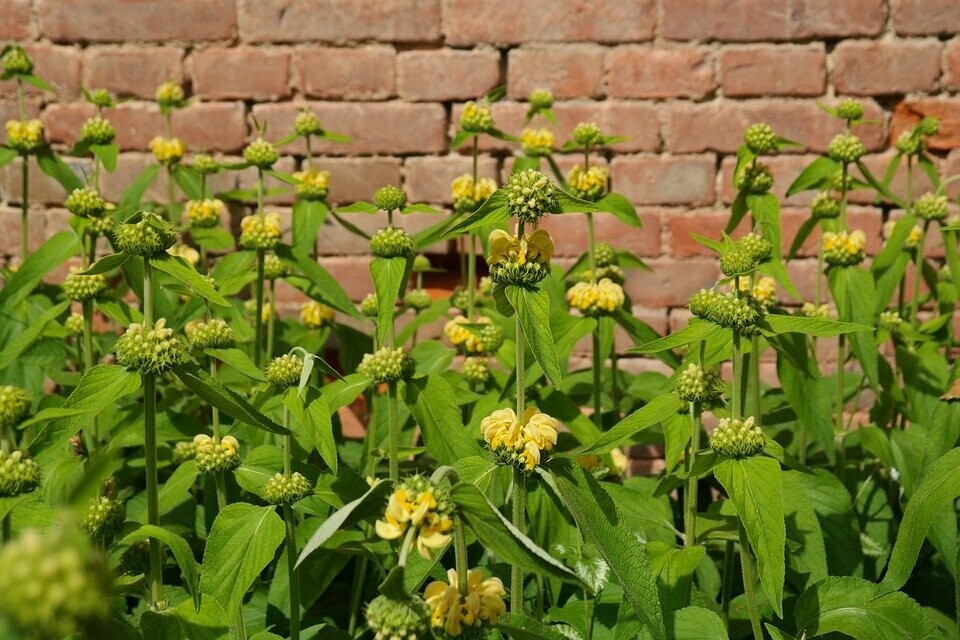 Phlomis russeliana (brandkruid) Phlomis russeliana (brandkruid)