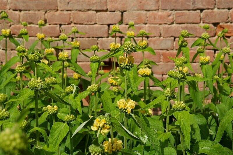 Phlomis russeliana (brandkruid)