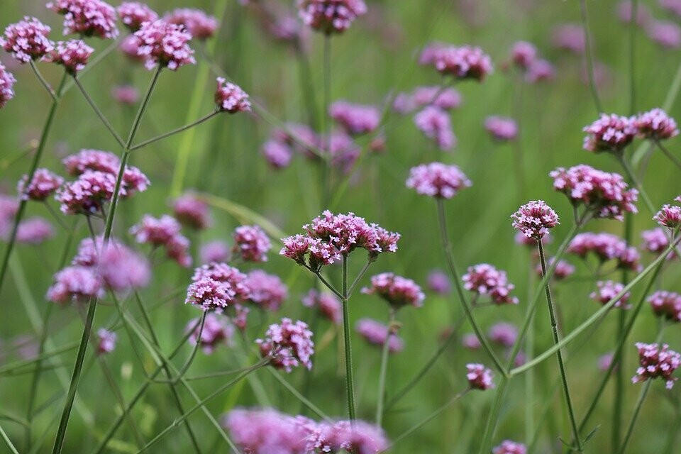 Verbena bonariensis (ijzerhard)