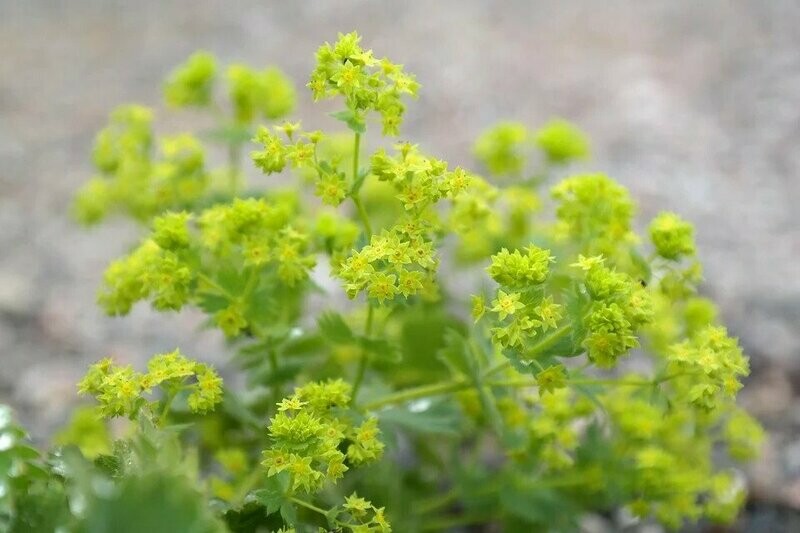 Alchemilla mollis 'Triller' (vrouwenmantel)