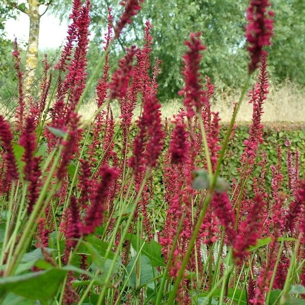 Persicaria amplexicaulis (duizendknoop)