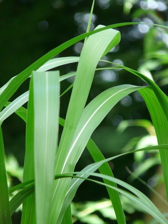 Miscanthus sinensis (prachtriet) Miscanthus sinensis (prachtriet)