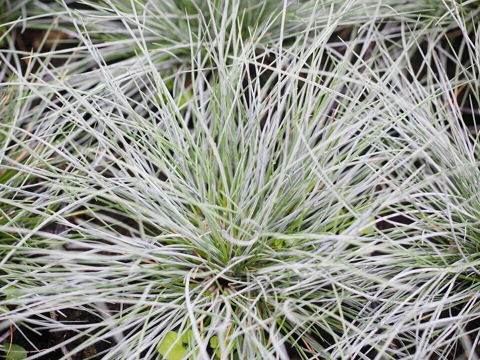 Festuca glauca (blauw schapegras)