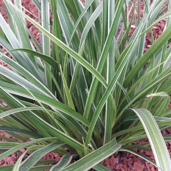 Carex morrowii 'Variegata'