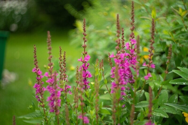 Lythrum salicaria (Grote kattenstaart)