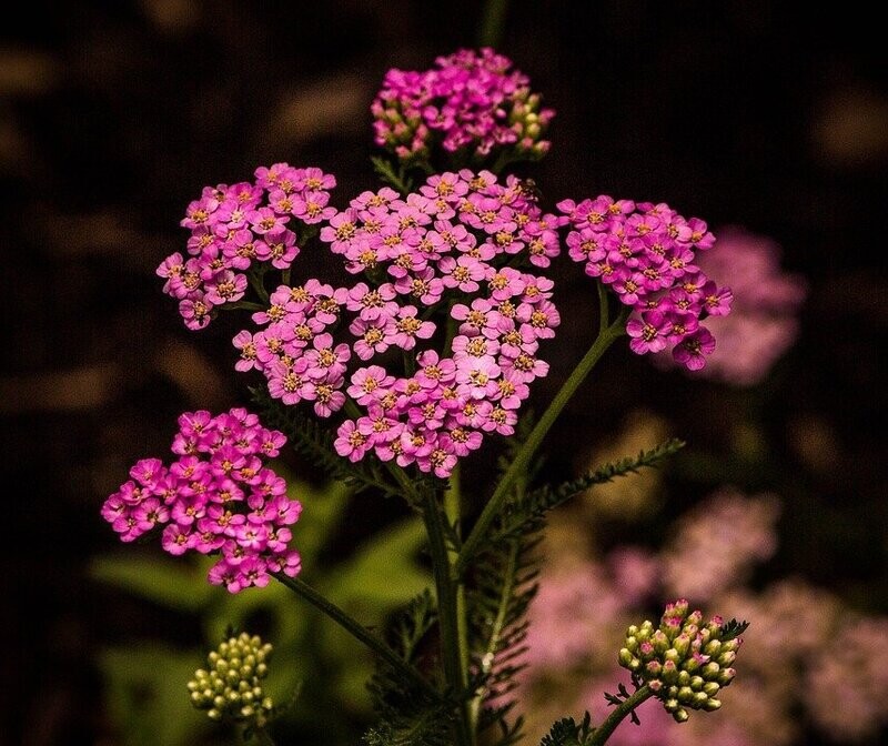 Achillea millefolium 'Cherry Red' (duizendblad)