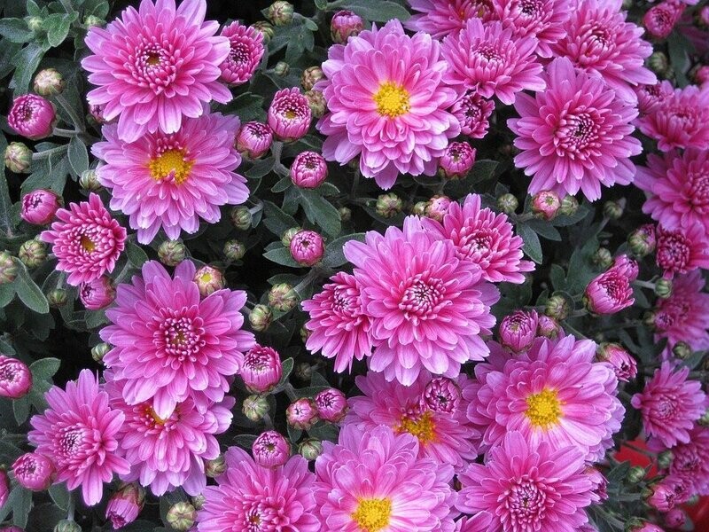 Chrysant Chrysant