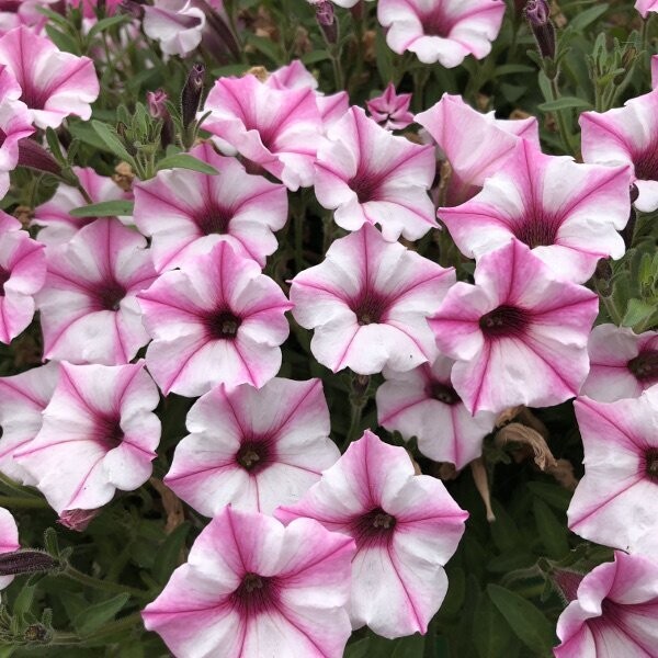 Petunia 'Mini Vista Pink star' Petunia 'Mini Vista Pink star'