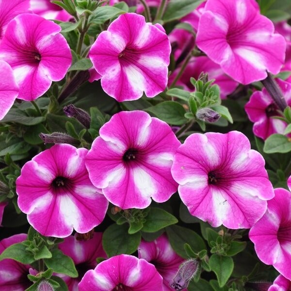 Petunia supertunia 'Raspberry star' Petunia supertunia 'Raspberry star'