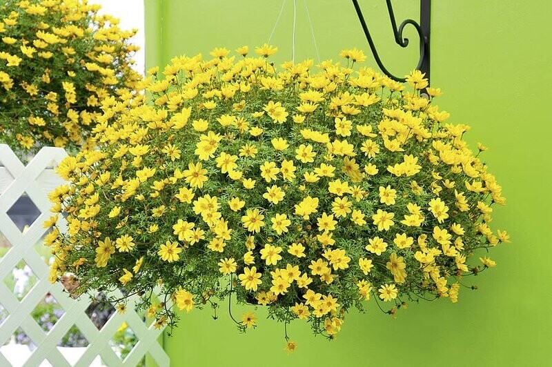 Bidens 'Flair' hangpot geel Bidens 'Flair' hangpot geel