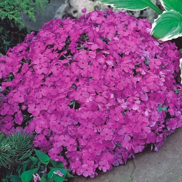 Phlox subulata 'Mcdaniels Cushion'
