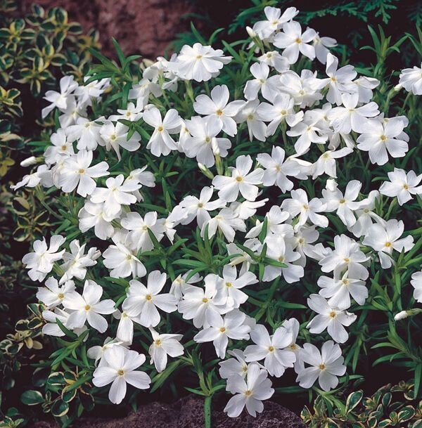 Phlox subulata 'White Delight'