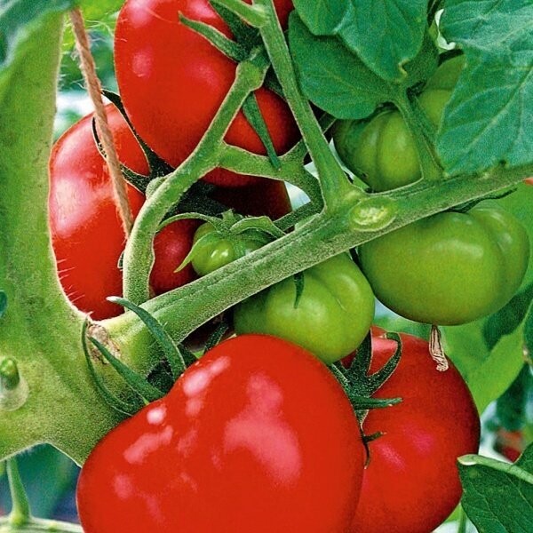 Tomaat 'Pyros' Tomaat 'Pyros'