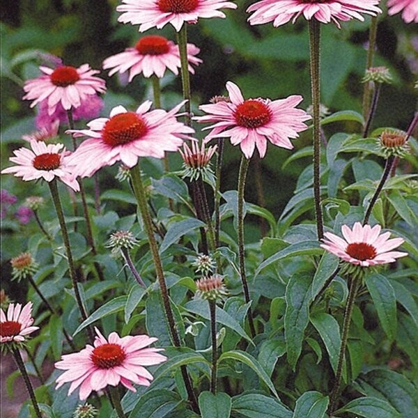 Echinacea purpurea 'Magnus' (Zonnehoed)