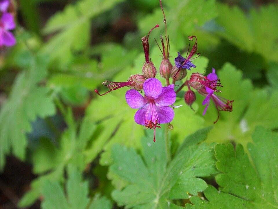 Geranium macrorrhizum (ooievaarsbek)