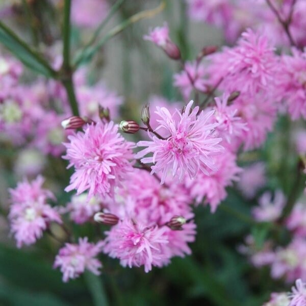 Lychnis 'Petite Jenny' (koekoeksbloem)