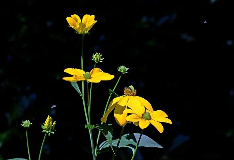 Rudbeckia nitida 'Herbstsonne' (gele zonnehoed)
