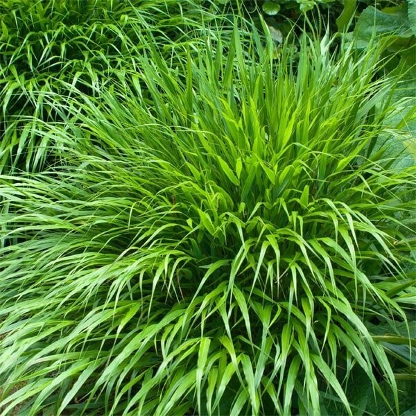 Hakonechloa macra Hakonechloa macra