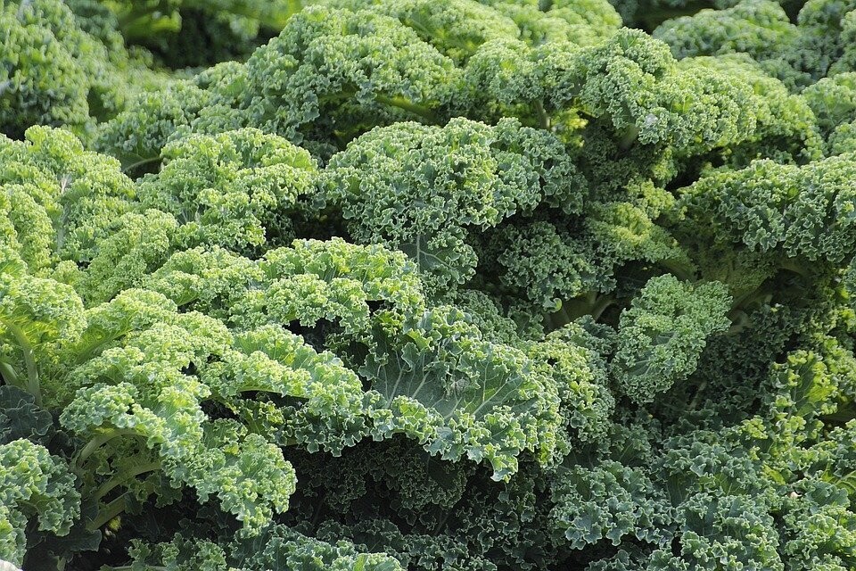 Boerenkool groen (per kg) Boerenkool groen (per kg)