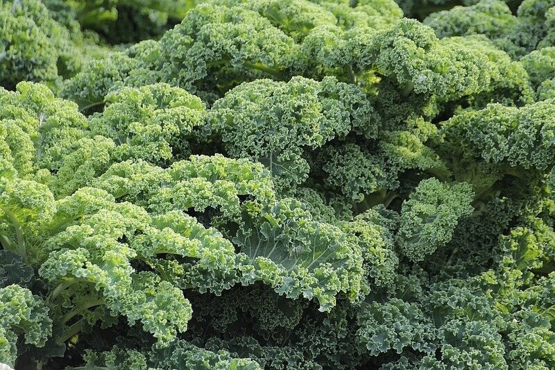 Boerenkool groen (per kg) Boerenkool groen (per kg)