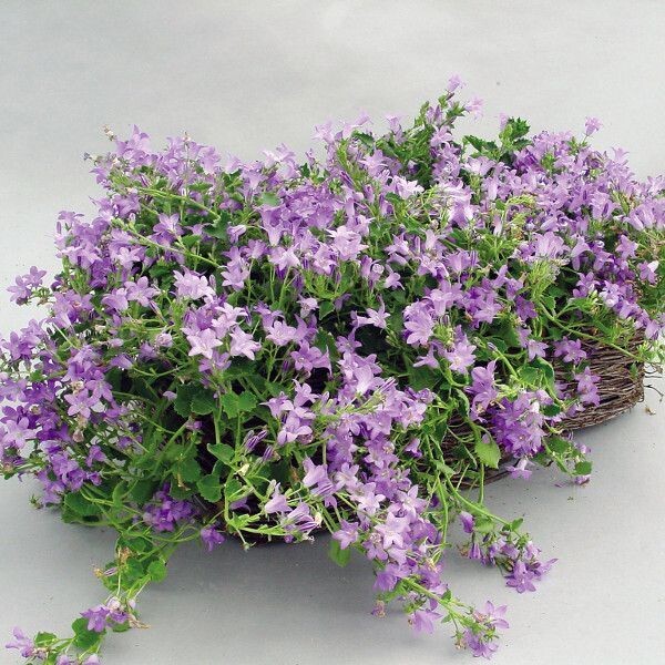 Campanula portenschlagiana 'Muralis' Campanula portenschlagiana 'Muralis'
