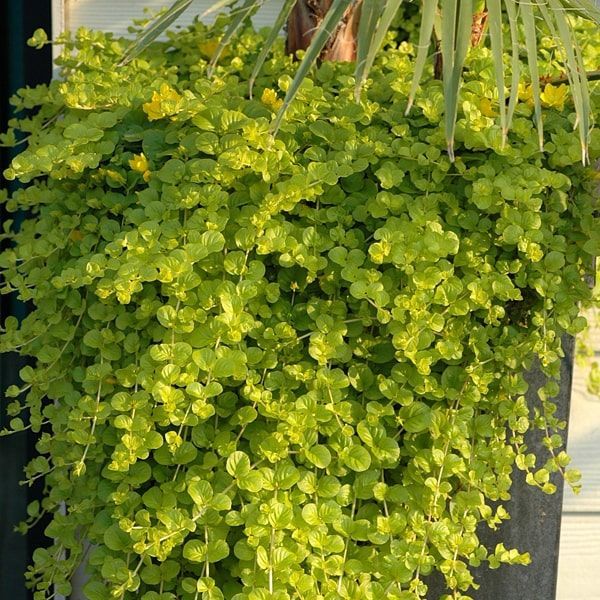 Lysimachia nummularia 'Goldilocks' Lysimachia nummularia 'Goldilocks'