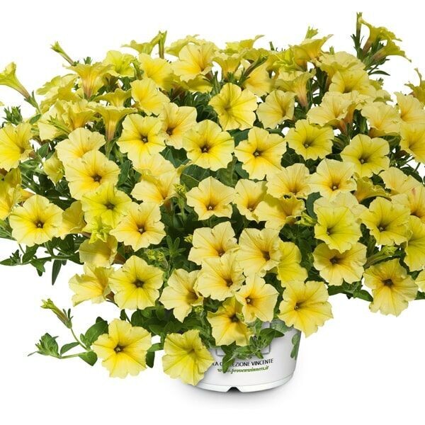 Petunia 'Mini Vista Yellow' Petunia 'Mini Vista Yellow'