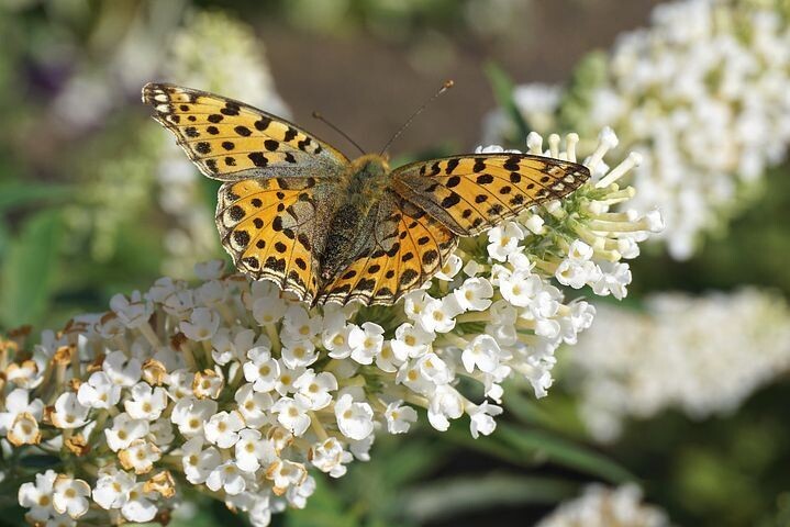 Buddlea 'White Profusion'