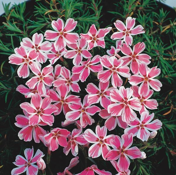 Phlox subulata 'Candy stripes'