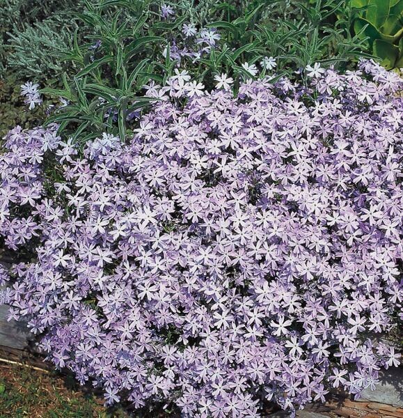Phlox subulata 'Emerald Cushion Blue'