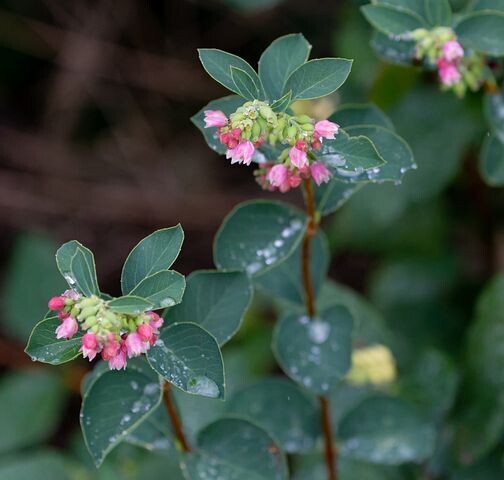 Symphoricarpos x chenaultii Symphoricarpos x chenaultii