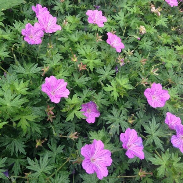 Geranium 'Blushing Turtle' (ooievaarsbek)