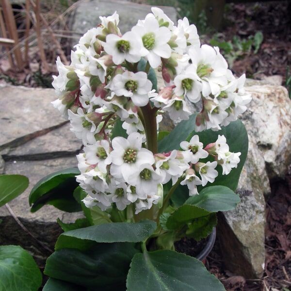 Bergenia 'Bressingham White' (schoenlappersplant)