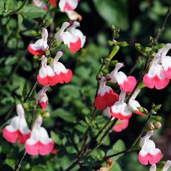 Salvia microphylla 'Hot lips'