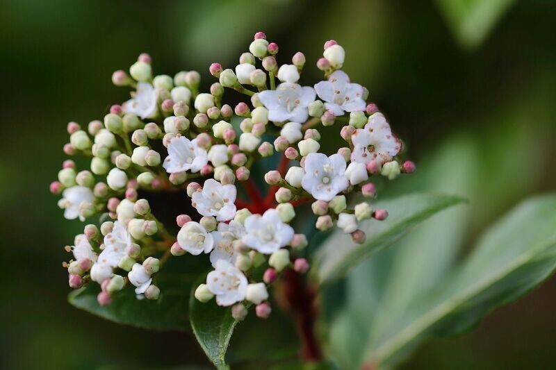 Viburnum tinus hoogte 20-30cm