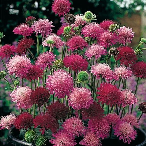 Knautia macedonica 'Melton Pastel' (beemdkroon)