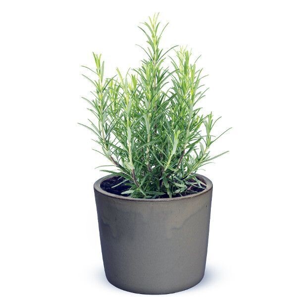 Rozemarijn (Rosmarinus officinalis) Rozemarijn (Rosmarinus officinalis)