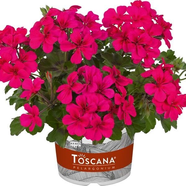 Pelargonium peltatum 'Villetta Neon Rose' (hanggeranium)