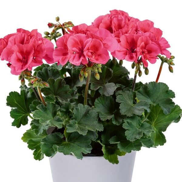 Pelargonium two in one 'Patio Coral' coraalrood Pelargonium two in one 'Patio Coral' coraalrood