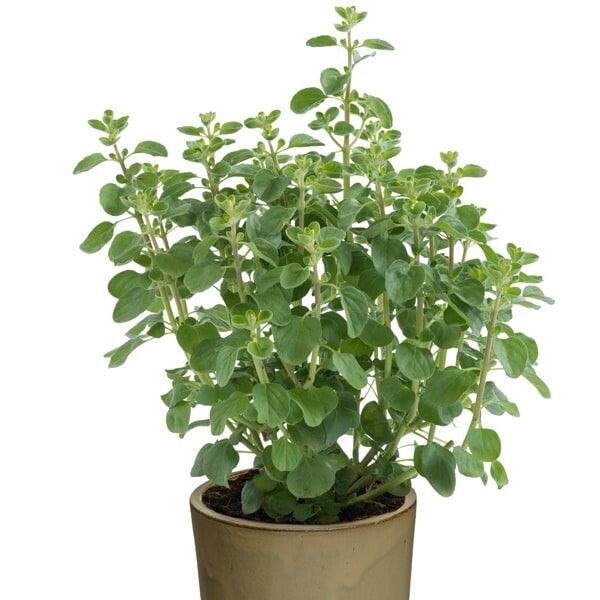 Origanum vulgare