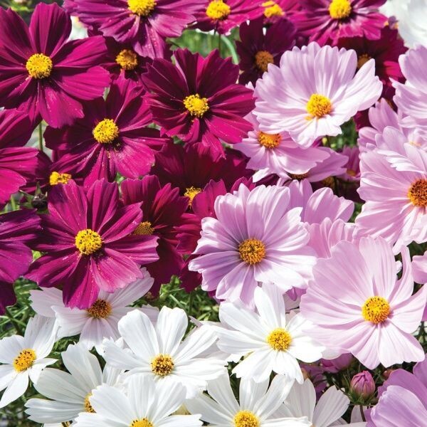 Cosmos  'Cantate Mix' wit-rose-paars (3 planten/pot)