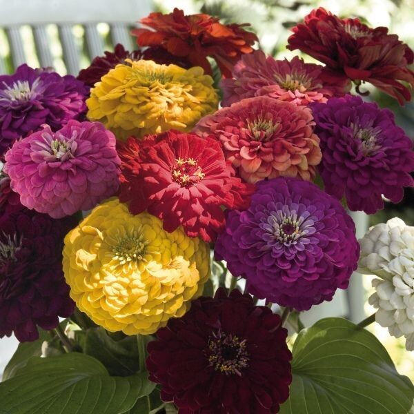 Zinnia elegant 'Giants Mix'