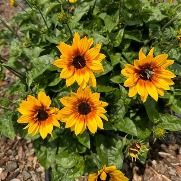 Helianthus 'Sunbelievable Brown Eyed Girl Compact'
