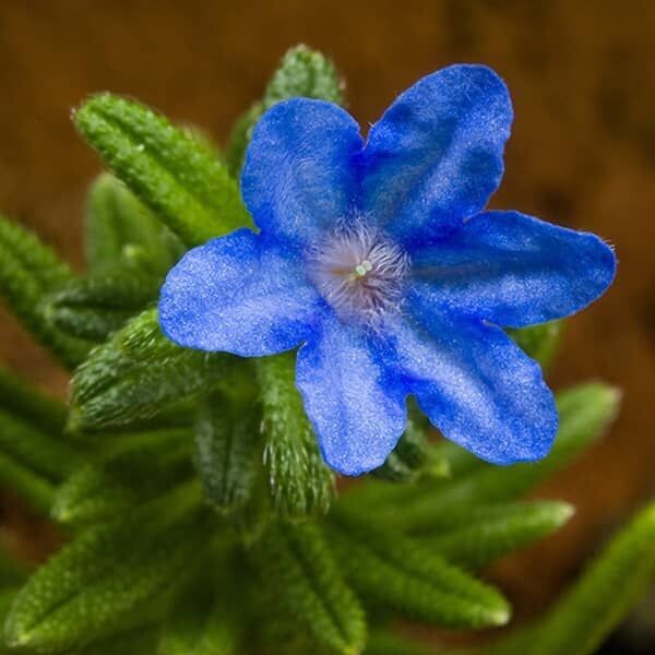 Lithodora diffusa 'Heavenly Blue' (Parelkruid)