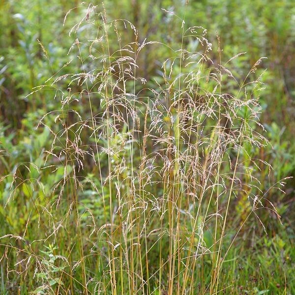 Deschampsia cespitosa (smele)