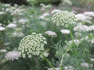 Ammi visnaga (witte dille)
