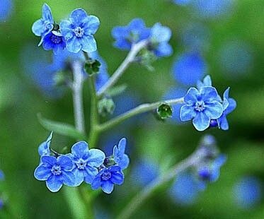 Cynoglossum amabile 'Firmament' blauw (hondstong, chinees vergeet-me-nietje))