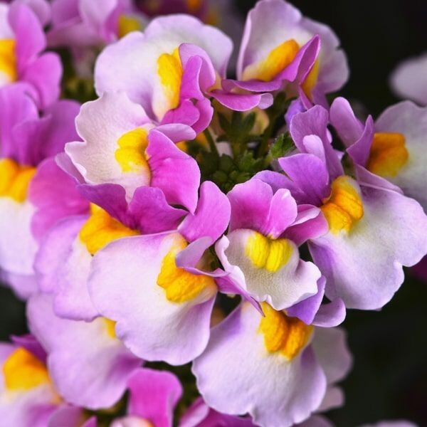 Nemesia escential 'Pinkberry'' Nemesia escential 'Pinkberry''