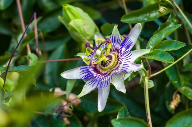 Passiflora caerulea